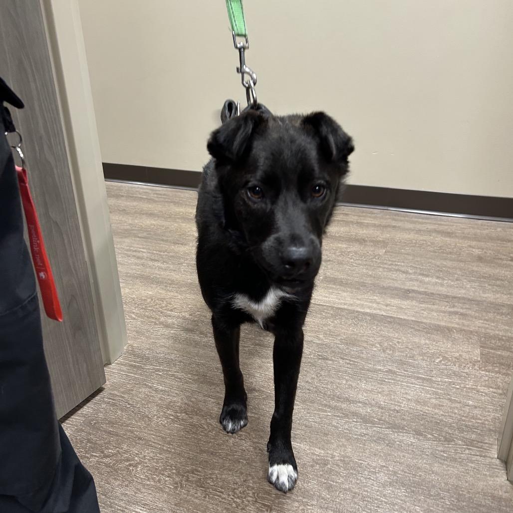 Enlarge T-REX, a Adoptable Black Labrador Retriever in Portland, TX image 2/2