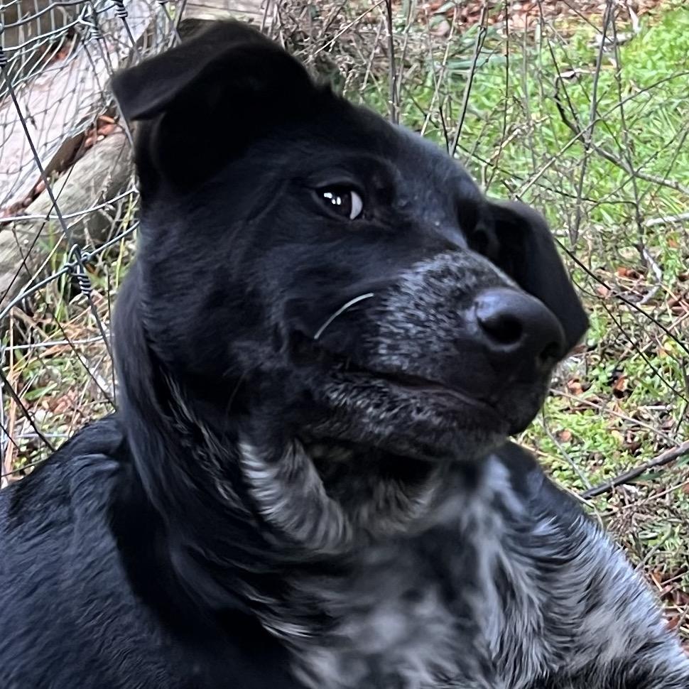 Drizzle, Adoptable, Puppy Male Black Labrador Retriever & Australian Cattle Dog / Blue Heeler.