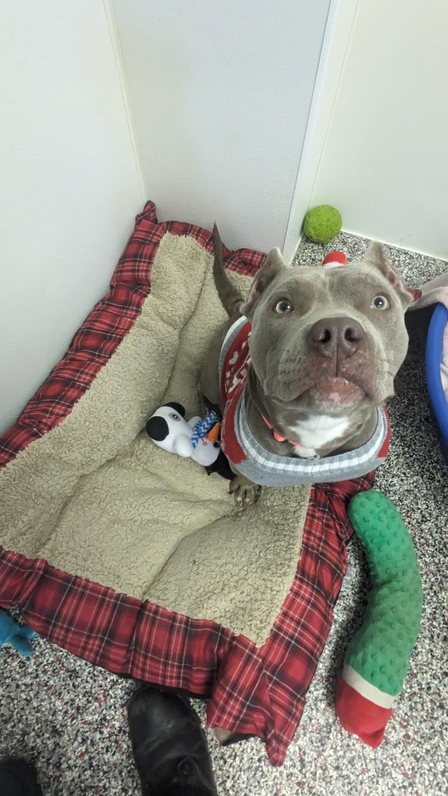 Gracie, Adopted, Adult Female Staffordshire Bull Terrier.