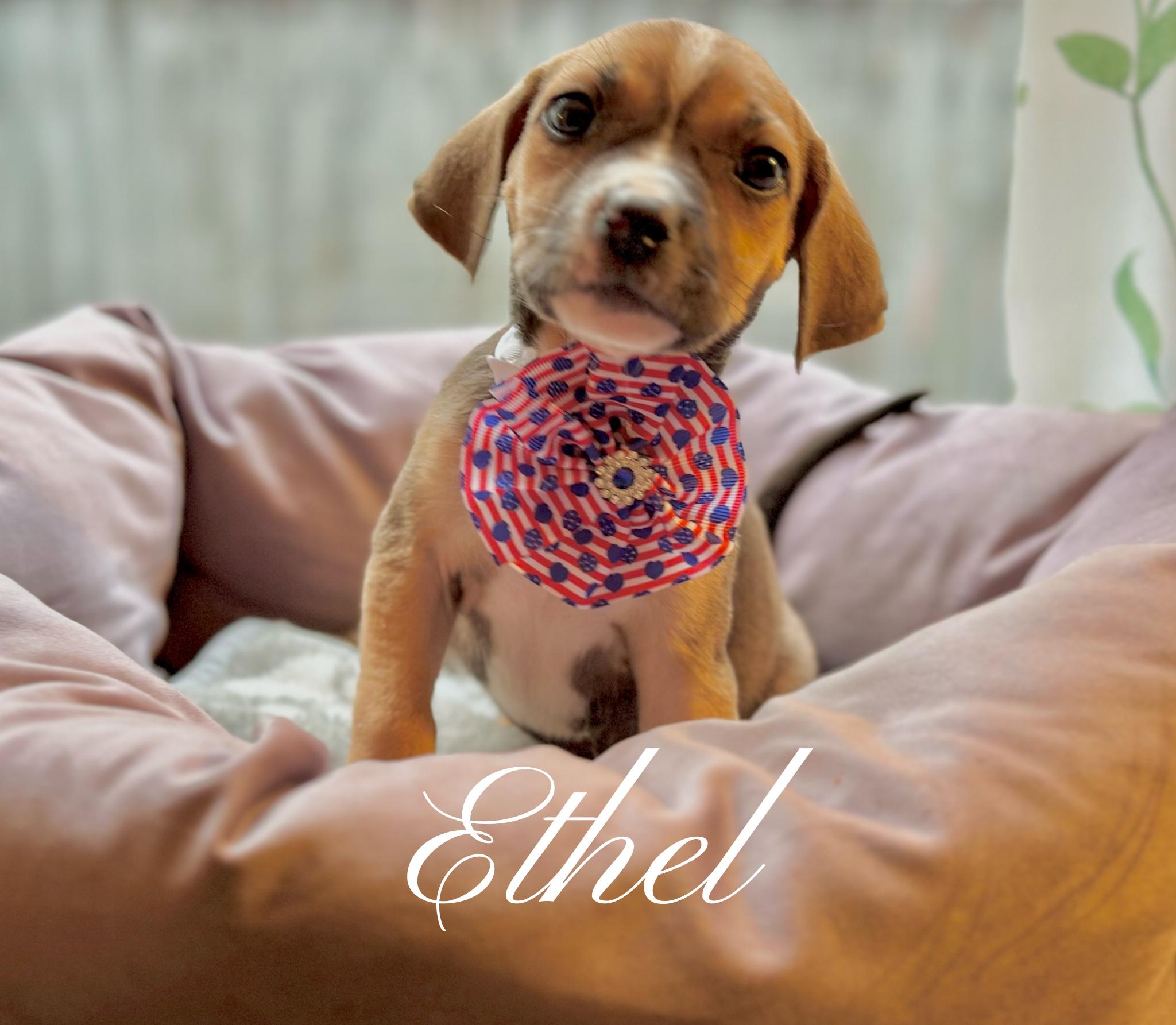 Ethel, Baby Female Coonhound
