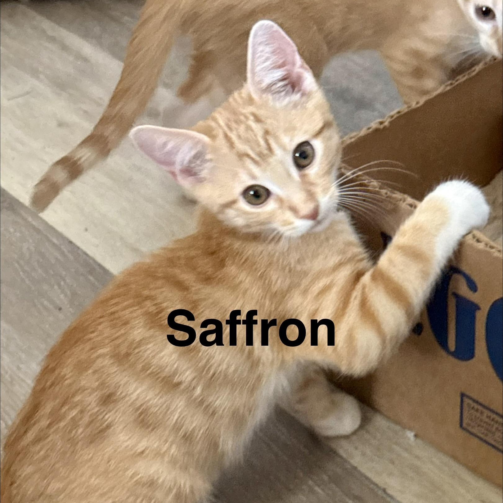 Enlarge Saffron, a Adoptable Domestic Short Hair in Mesa, AZ image 1/1