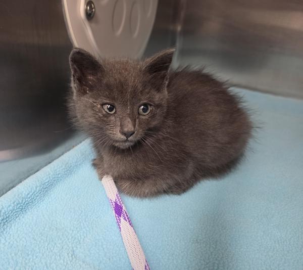 Enlarge Binn - Bonded W/ Pomfrey, a Adoptable mixed breed in Silverdale, WA image 2/2