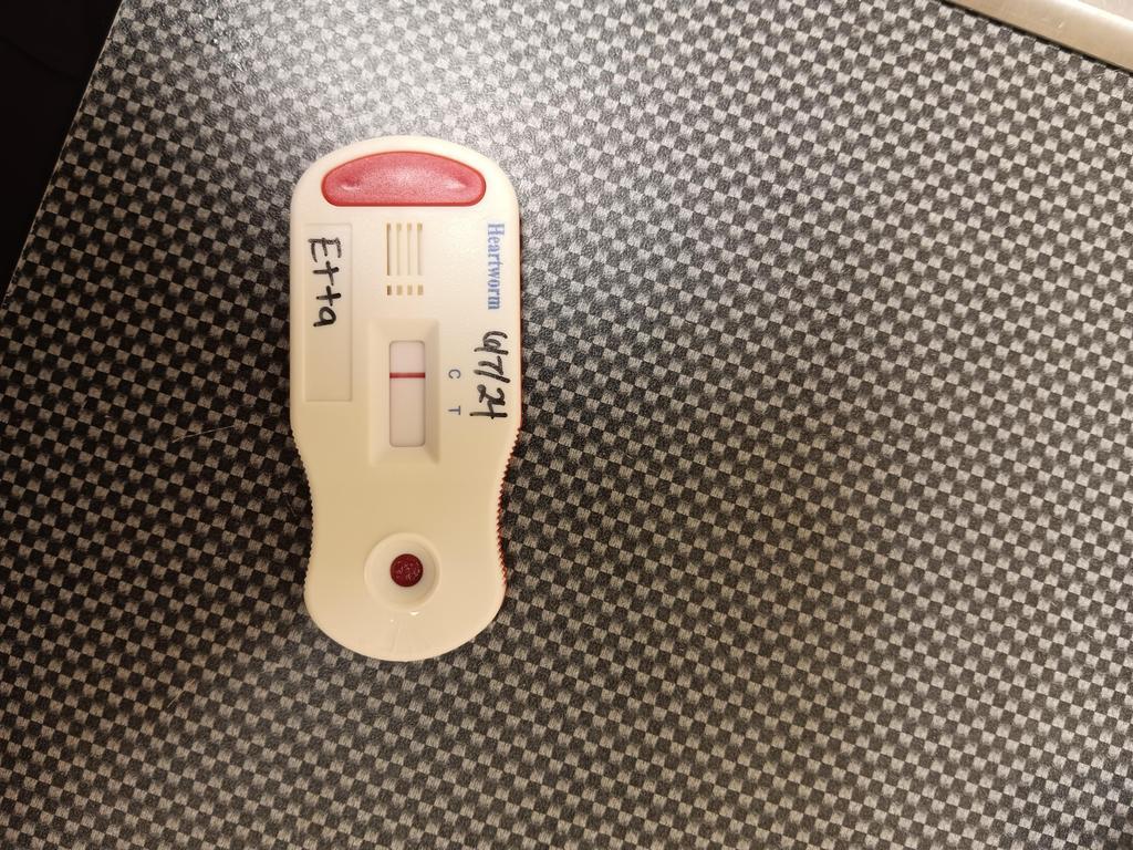 Enlarge ETTA, a Adoptable mixed breed in Florence, SC image 1/2