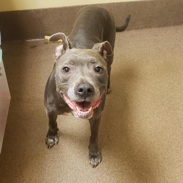 ETTA, a Adoptable mixed breed in Florence, SC image 2/2