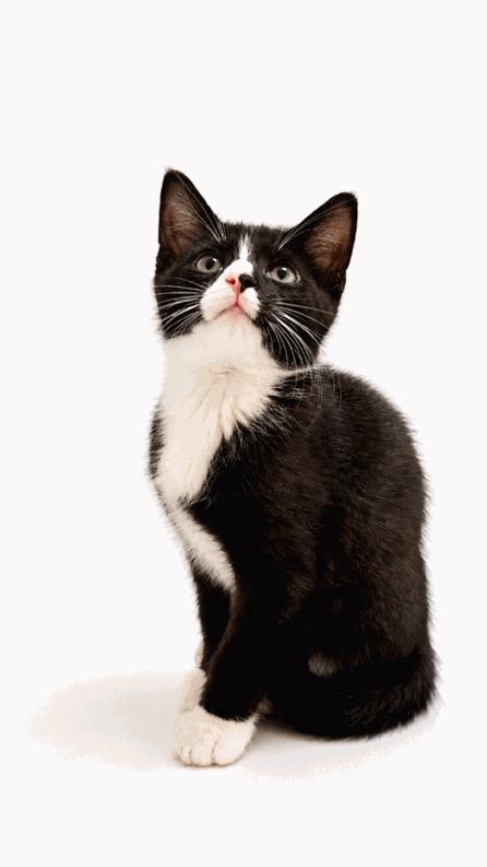 Pogo, Adoptable, Kitten Male Domestic Short Hair & Tuxedo.