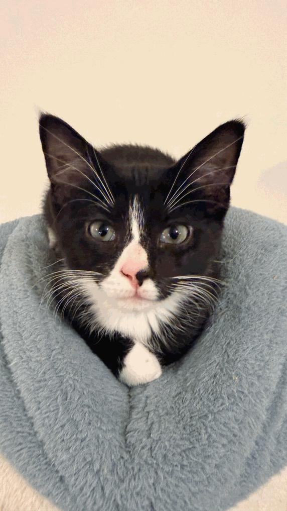 Enlarge Pogo, a Adoptable mixed breed in Cuyahoga Falls, OH image 2/2