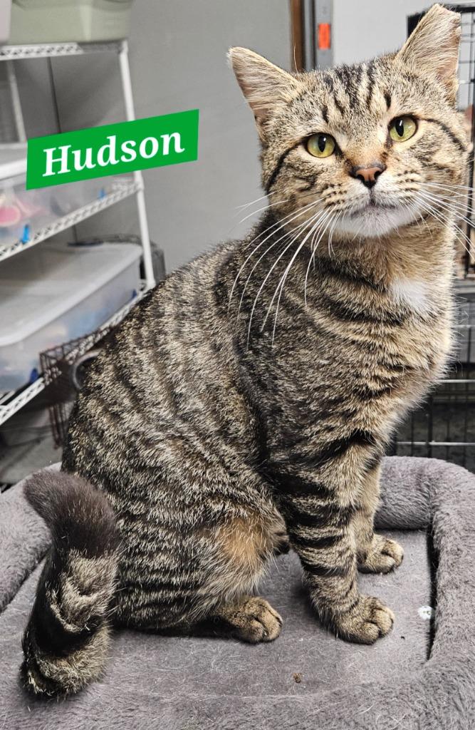 Enlarge Hudson, a Adoptable mixed breed in Manchester, TN image 2/2
