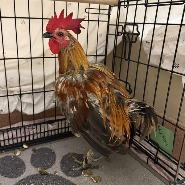 Enlarge Roosty Toosty, a Adoptable mixed breed in El Cajon, CA image 1/1