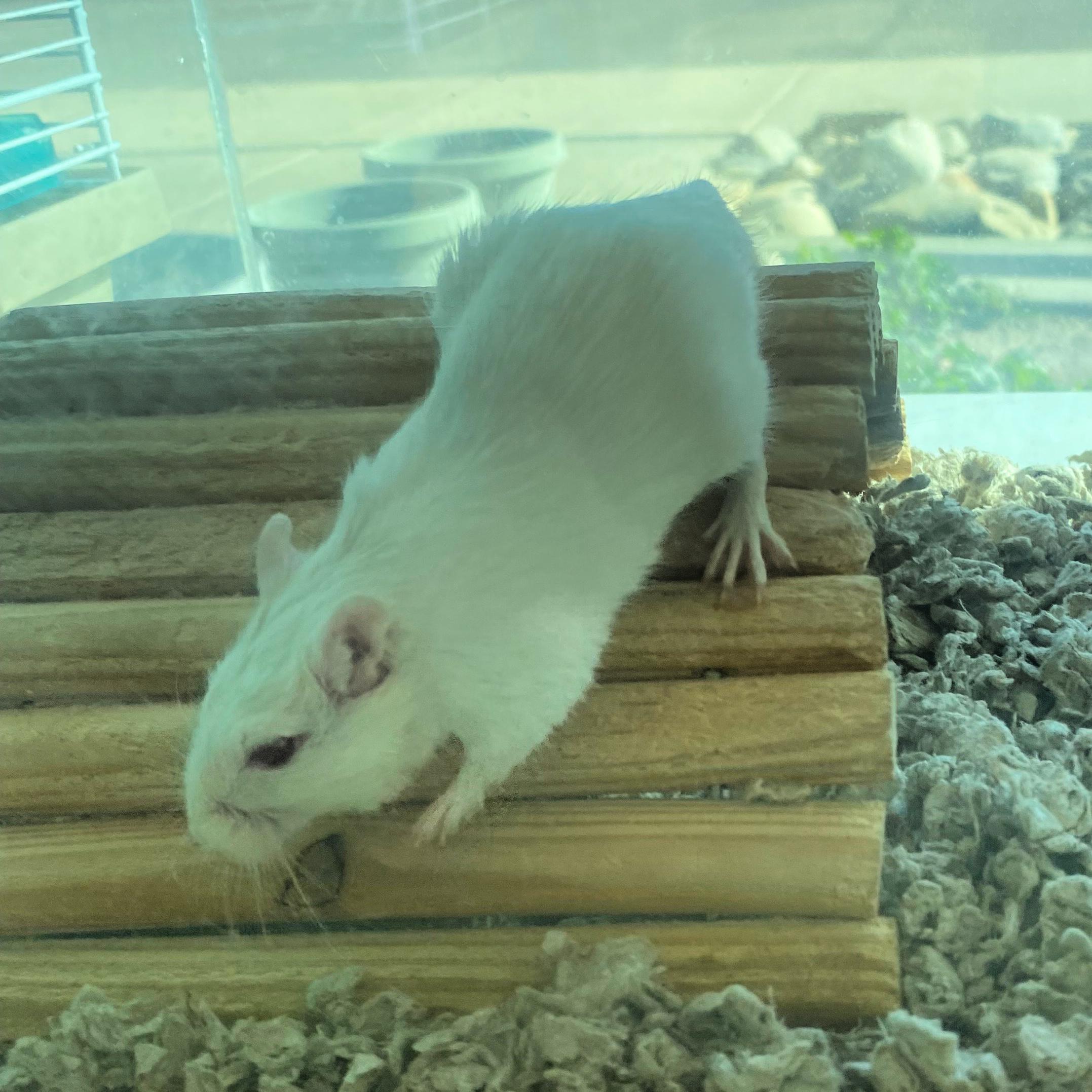 Enlarge Male Gerbil, a Adoptable Gerbil in Lindon, UT image 1/1