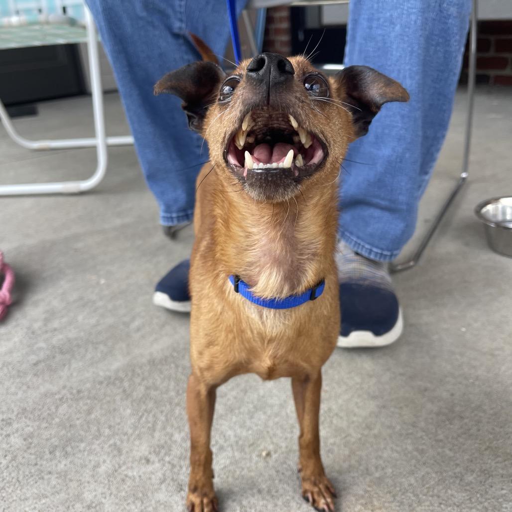Paco, Adoptable, Adult Male Chihuahua.
