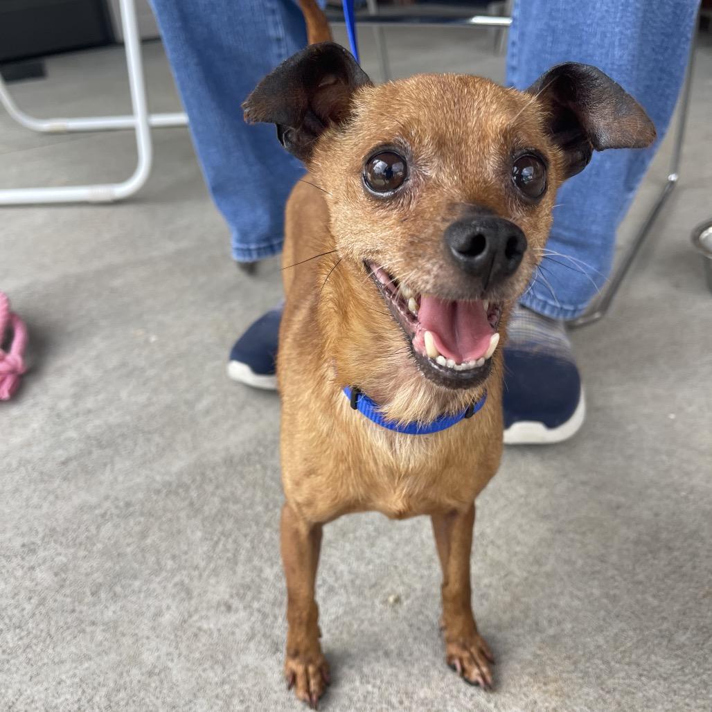 Enlarge Paco, a Adoptable Chihuahua in Winston Salem, NC image 2/3
