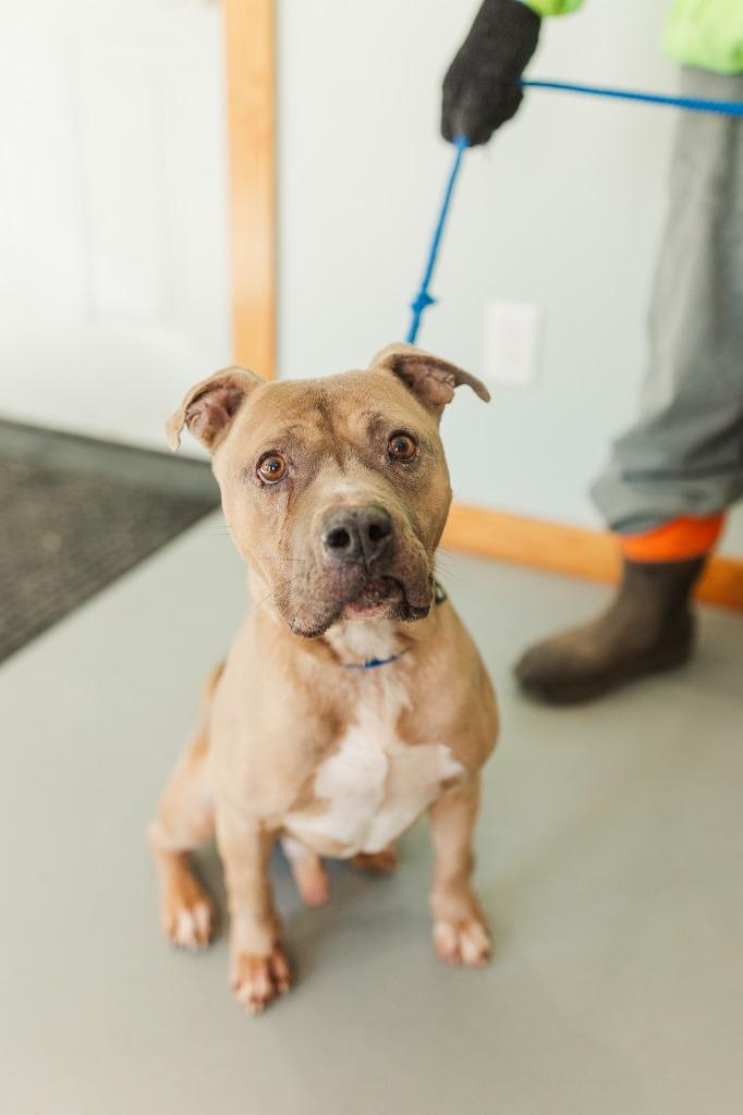 Smokie, Adoptable, Adult Male Pit Bull Terrier.