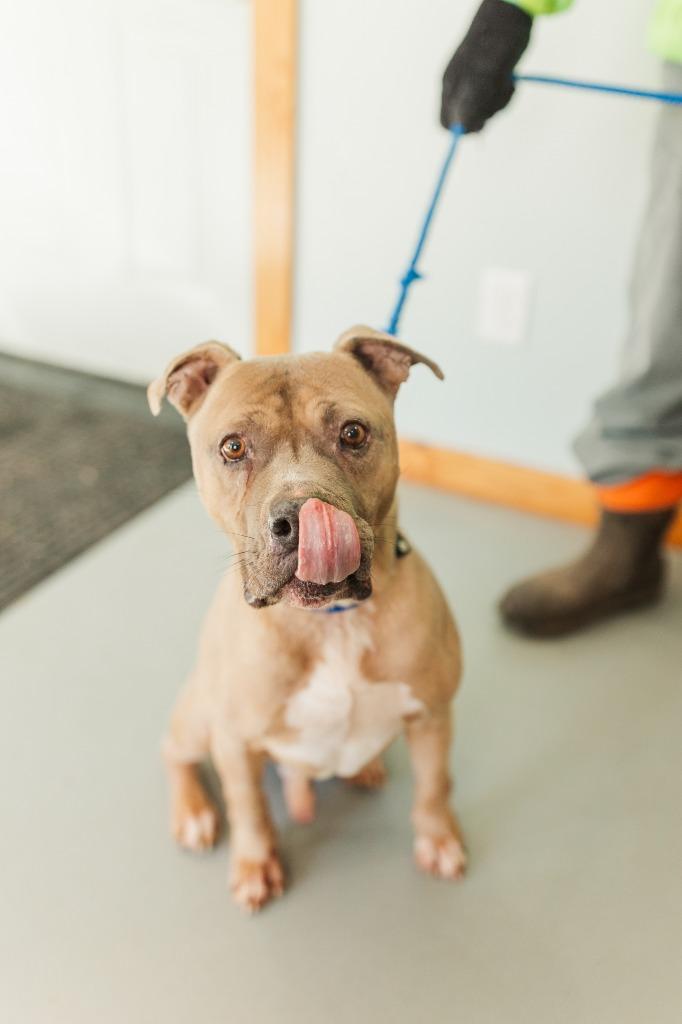 Smokie, a Adoptable Pit Bull Terrier in Lawrenceburg, TN image 2/5