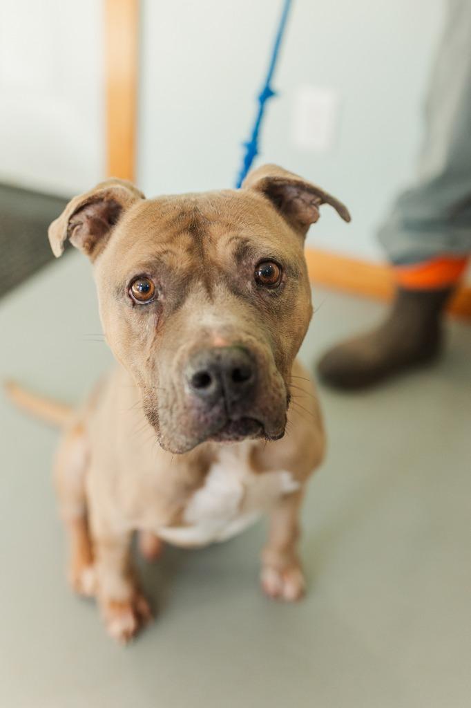 Smokie, a Adoptable Pit Bull Terrier in Lawrenceburg, TN image 1/5