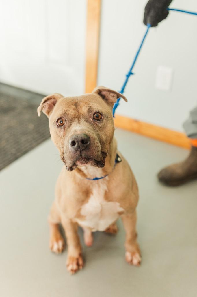 Smokie, a Adoptable Pit Bull Terrier in Lawrenceburg, TN image 2/5