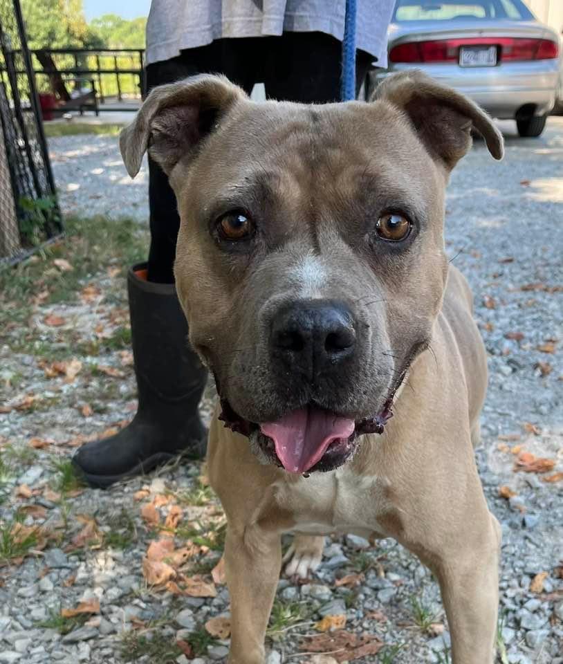 Smokie, a Adoptable Pit Bull Terrier in Lawrenceburg, TN image 5/5