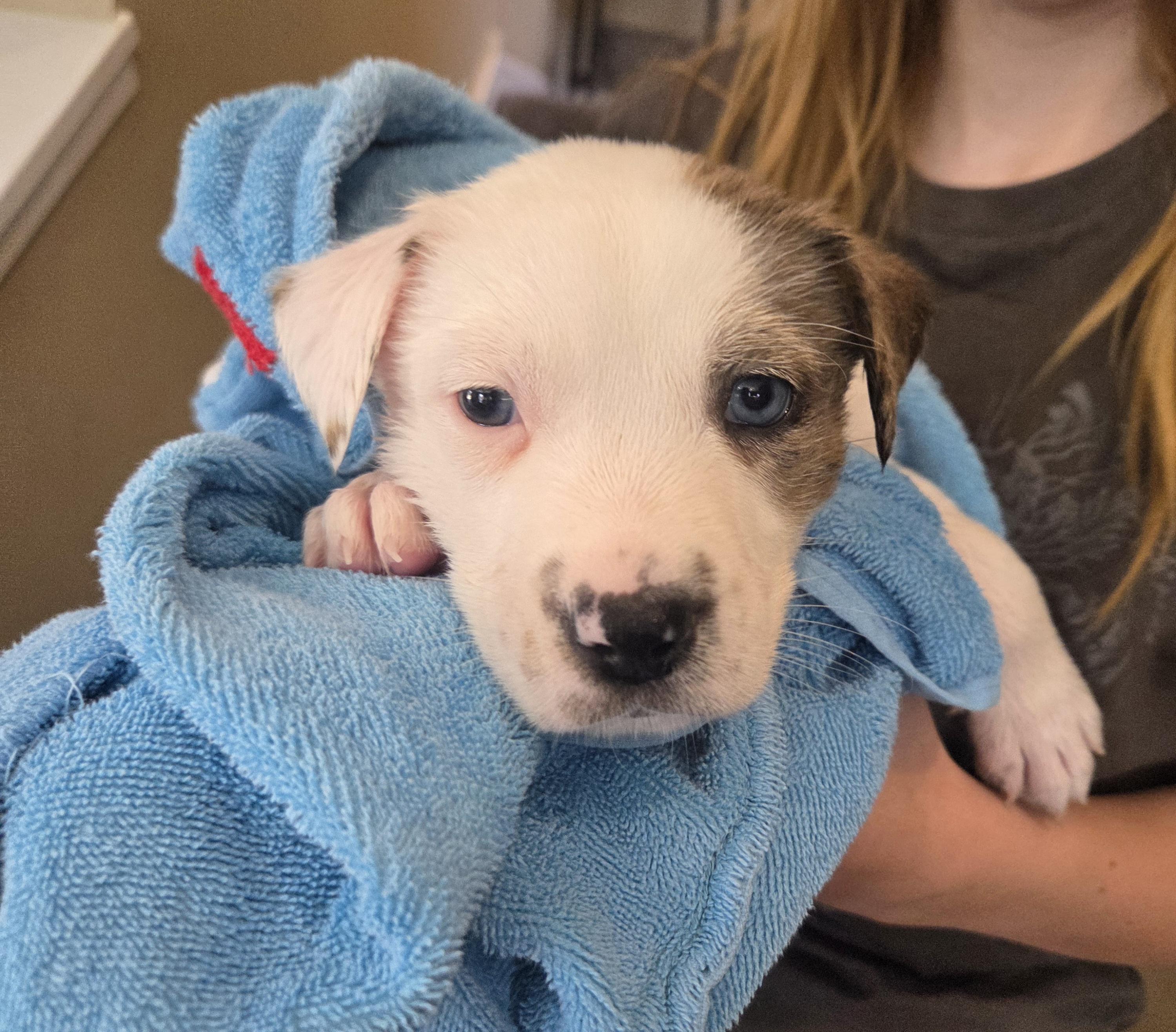 Enlarge Asiago, an adopted mixed breed in Lemont, IL image 3/5