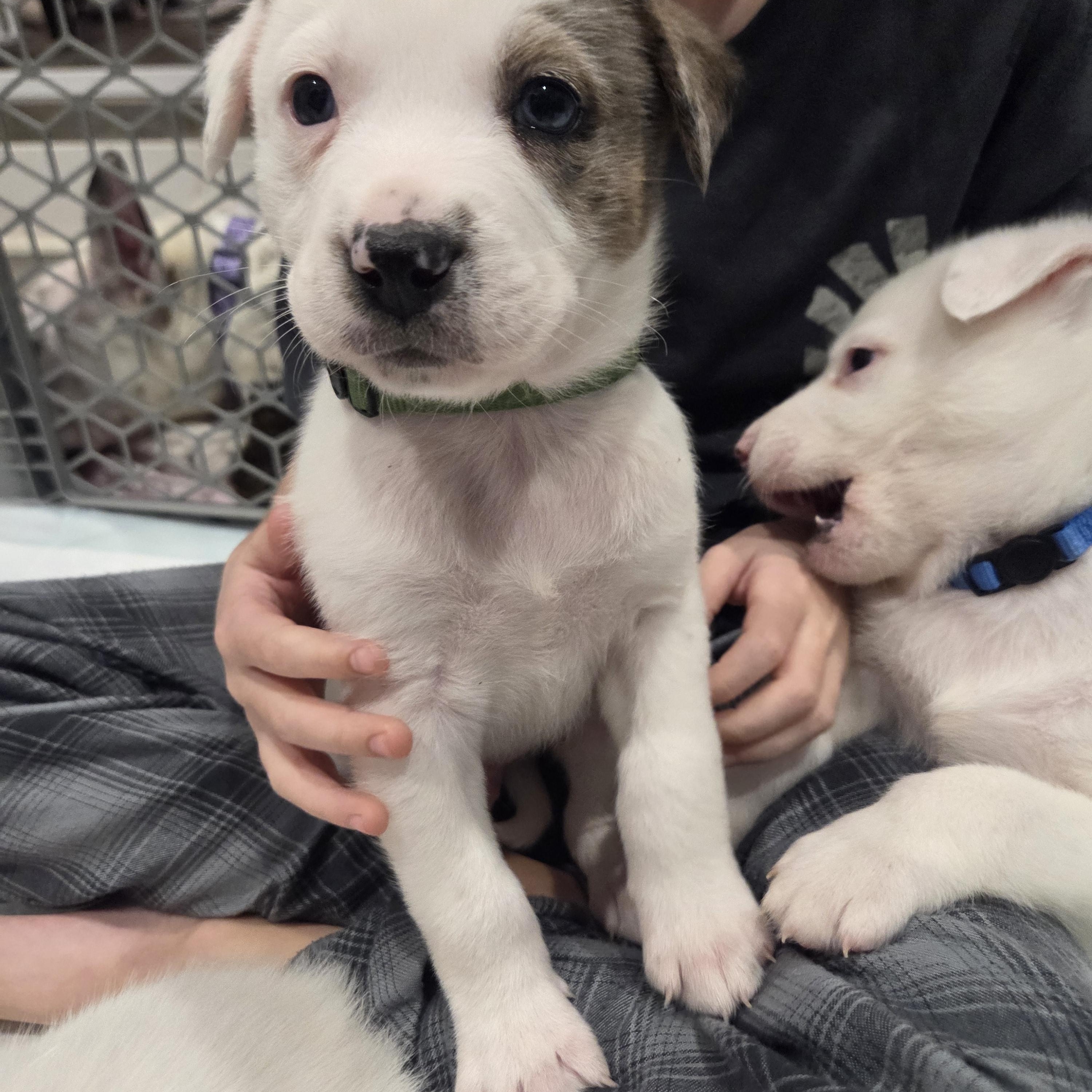 Enlarge Asiago, an adopted mixed breed in Lemont, IL image 2/5