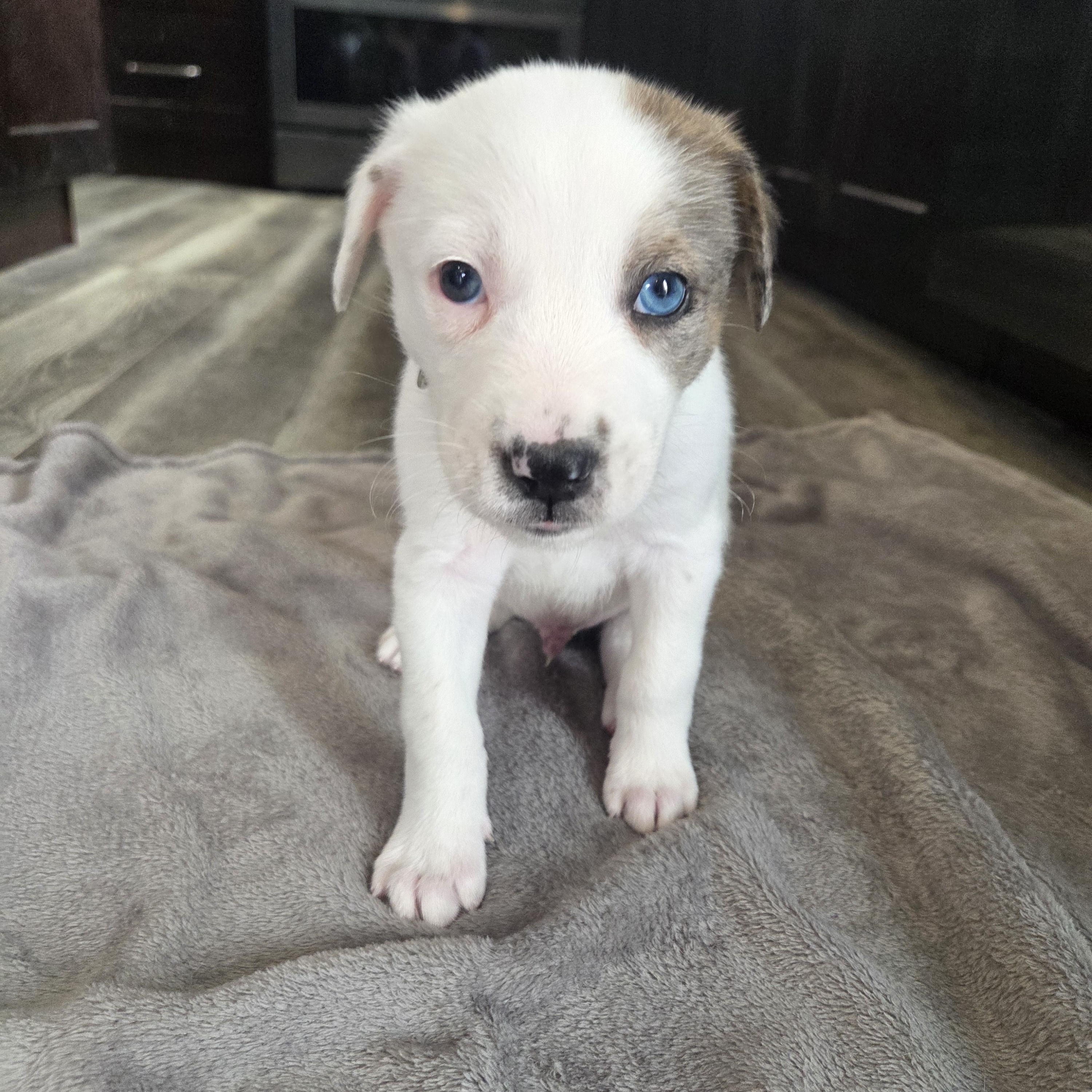 Asiago, adopted, Puppy Male Mixed Breed.
