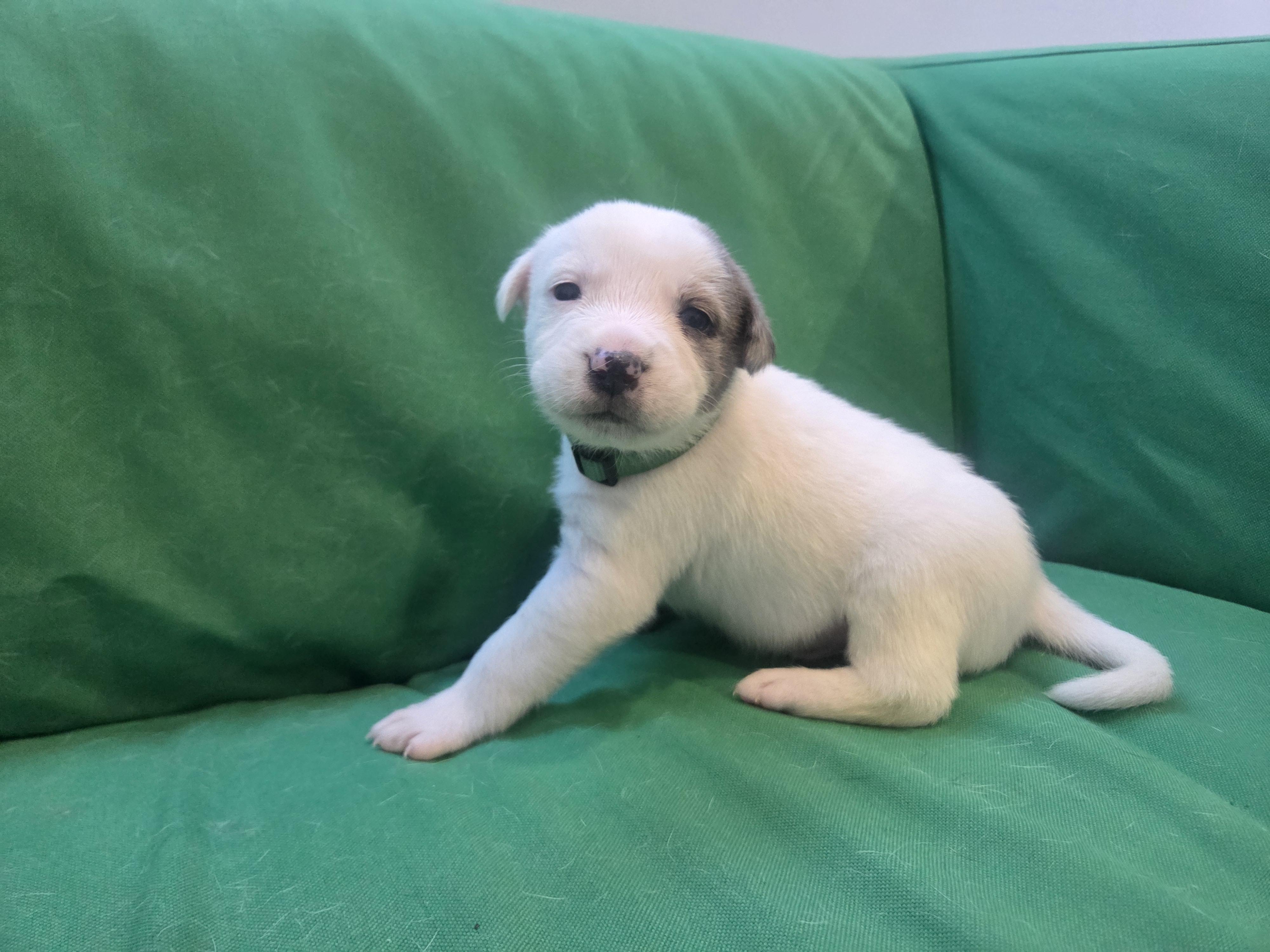 Enlarge Asiago, an adopted mixed breed in Lemont, IL image 5/5