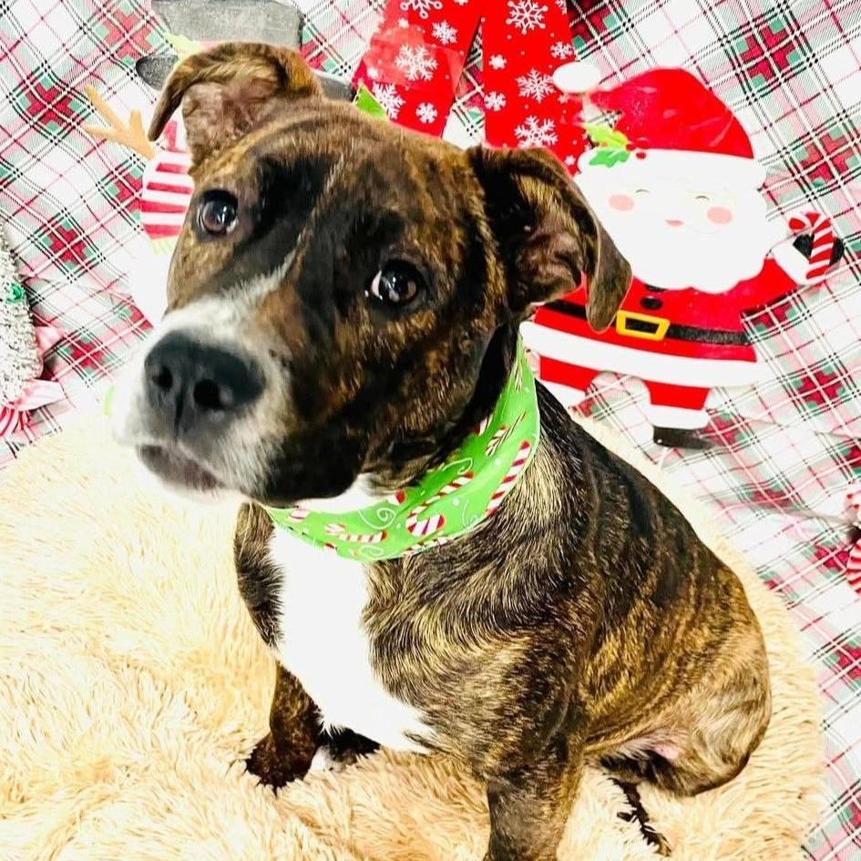 Enlarge Brick, a ADOPTABLE mixed breed in Llano, TX image 1/4