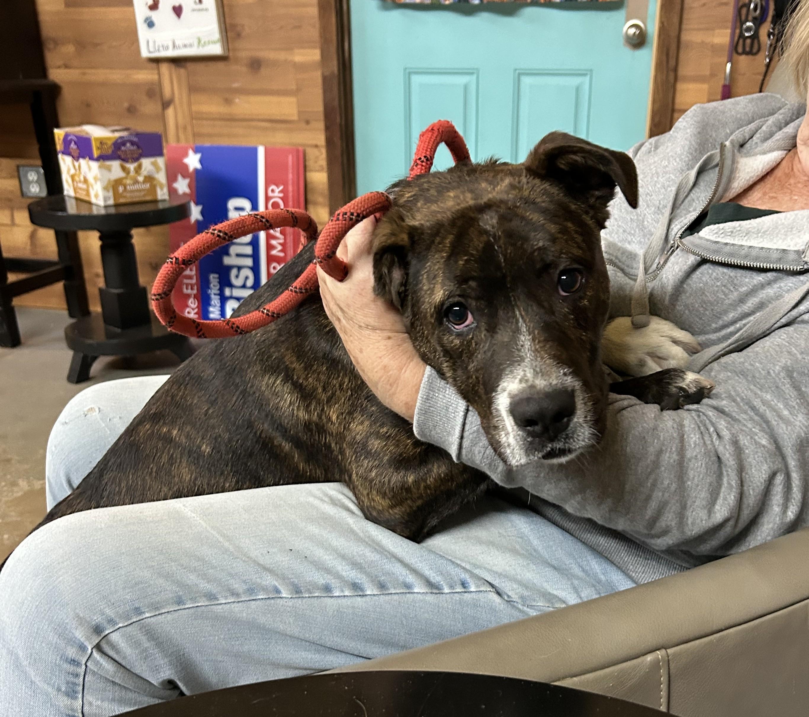 Enlarge Brick, a ADOPTABLE mixed breed in Llano, TX image 2/4