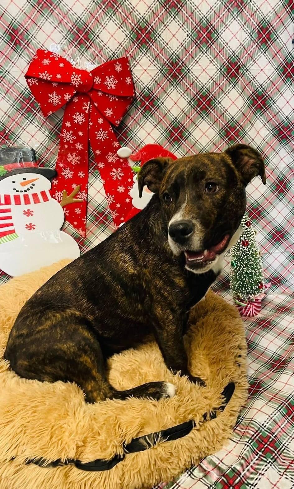 Enlarge Brick, a ADOPTABLE mixed breed in Llano, TX image 3/4