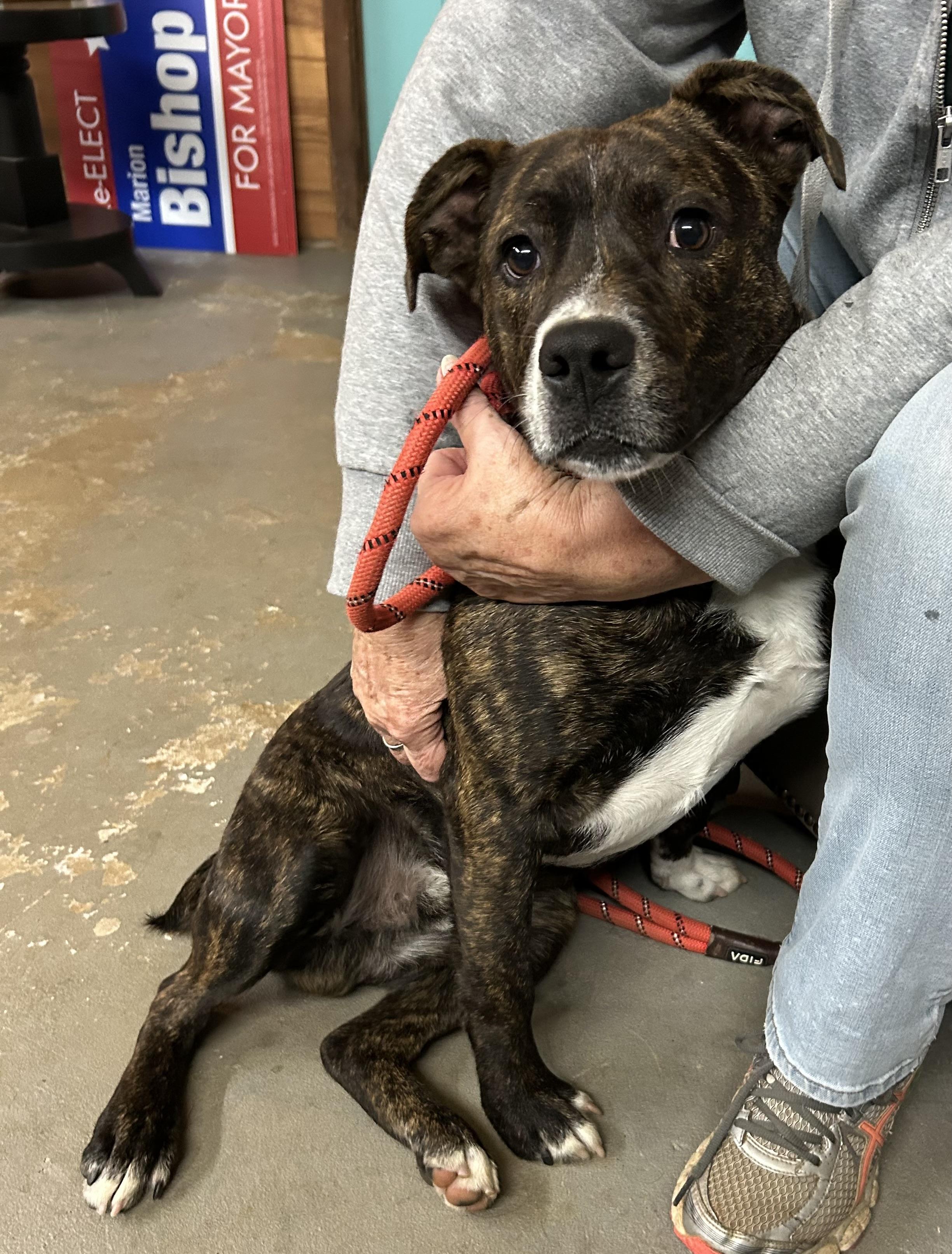 Enlarge Brick, a ADOPTABLE mixed breed in Llano, TX image 4/4