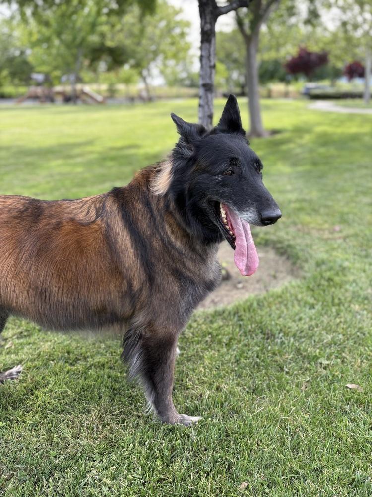 Enlarge Ember, a Adopted mixed breed in Pleasant Hill, CA image 1/6