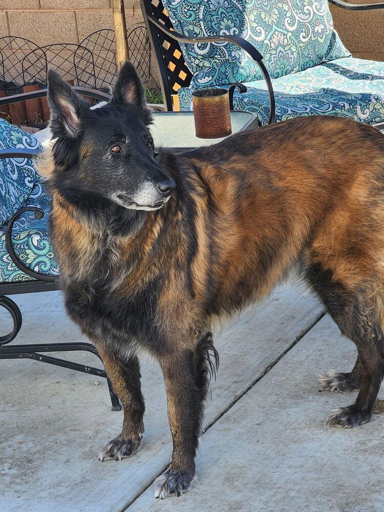 Enlarge Ember, a Adopted mixed breed in Pleasant Hill, CA image 2/6