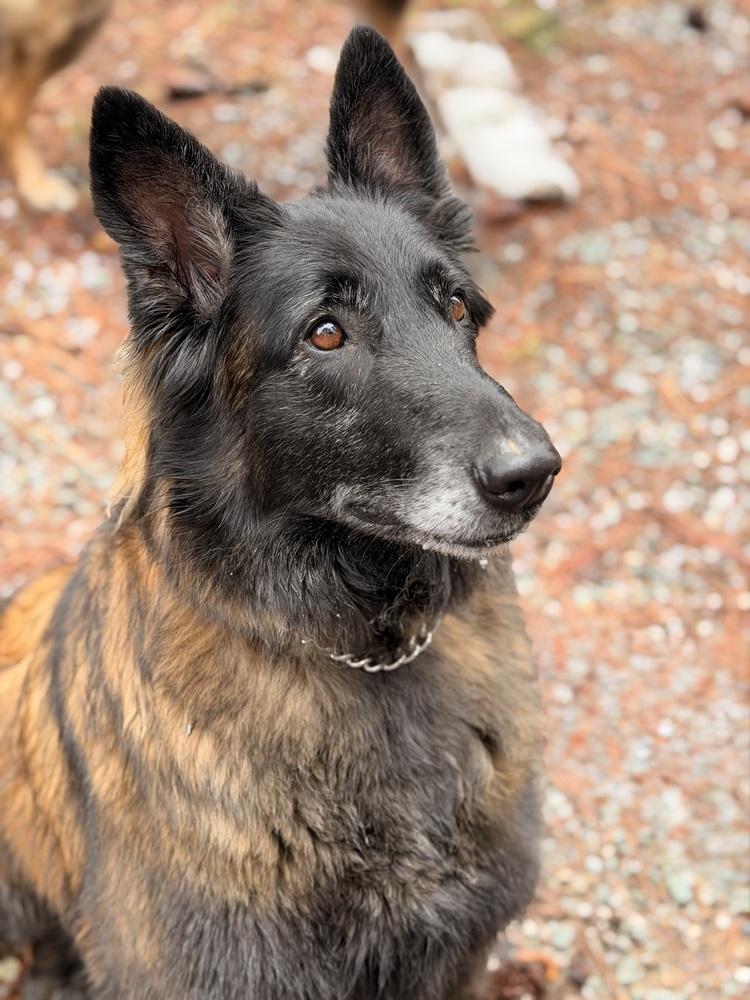 Enlarge Ember, a Adopted mixed breed in Pleasant Hill, CA image 4/6