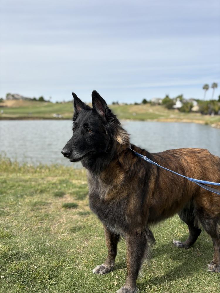 Enlarge Ember, a Adopted mixed breed in Pleasant Hill, CA image 5/6