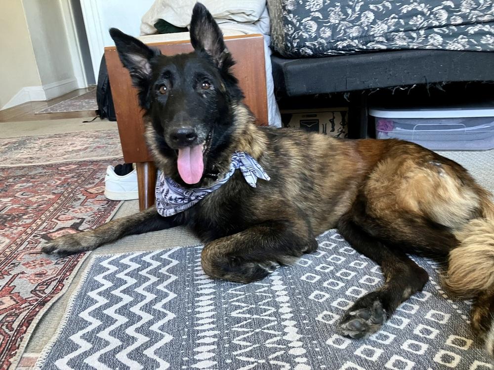 Enlarge Ember, a Adopted mixed breed in Pleasant Hill, CA image 6/6