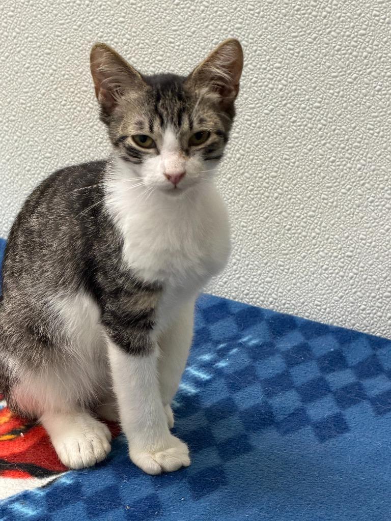 Leo, Adoptable, Kitten Male Domestic Short Hair.