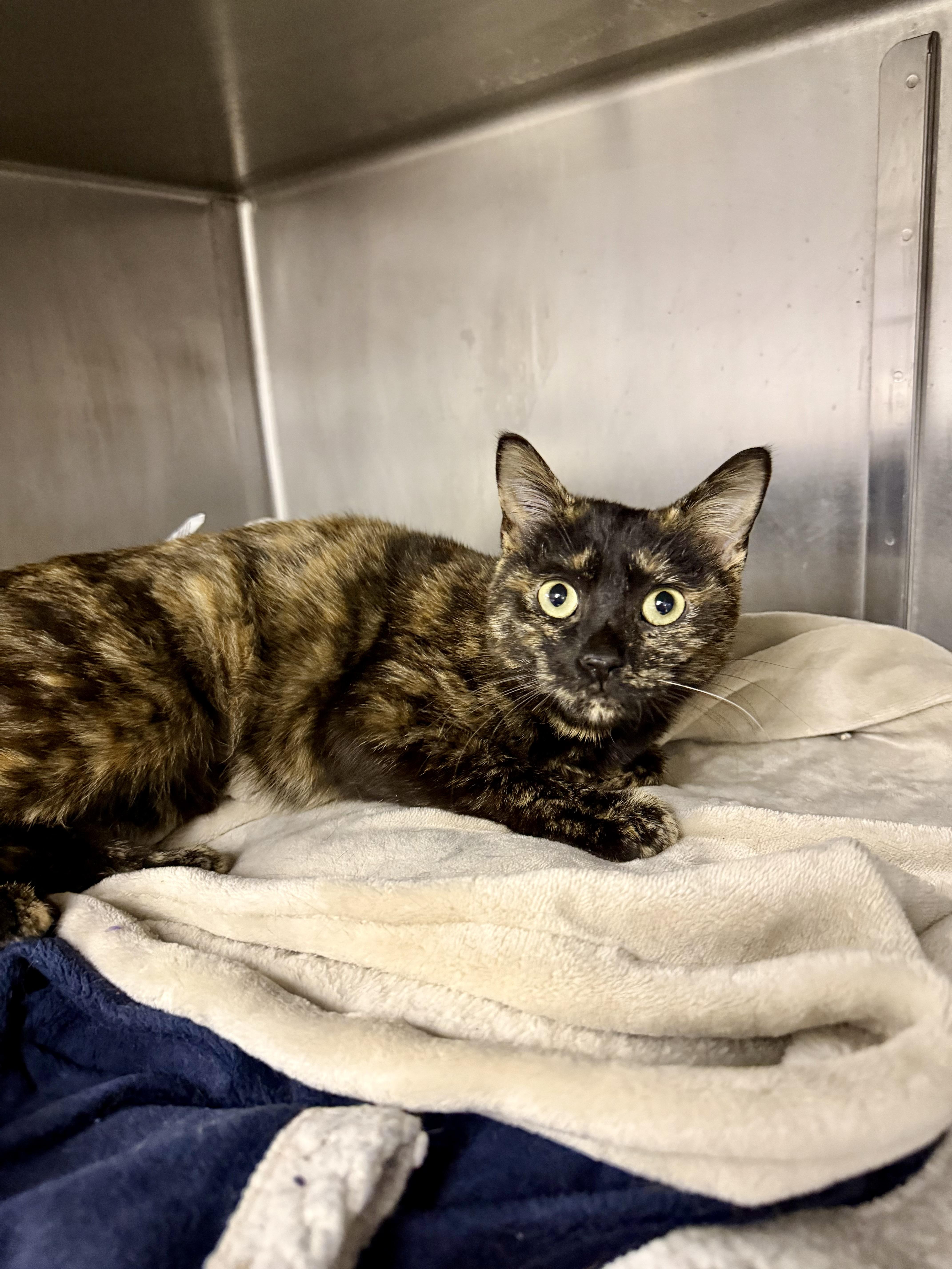 Barbie , adopted, Adult Female Domestic Short Hair.