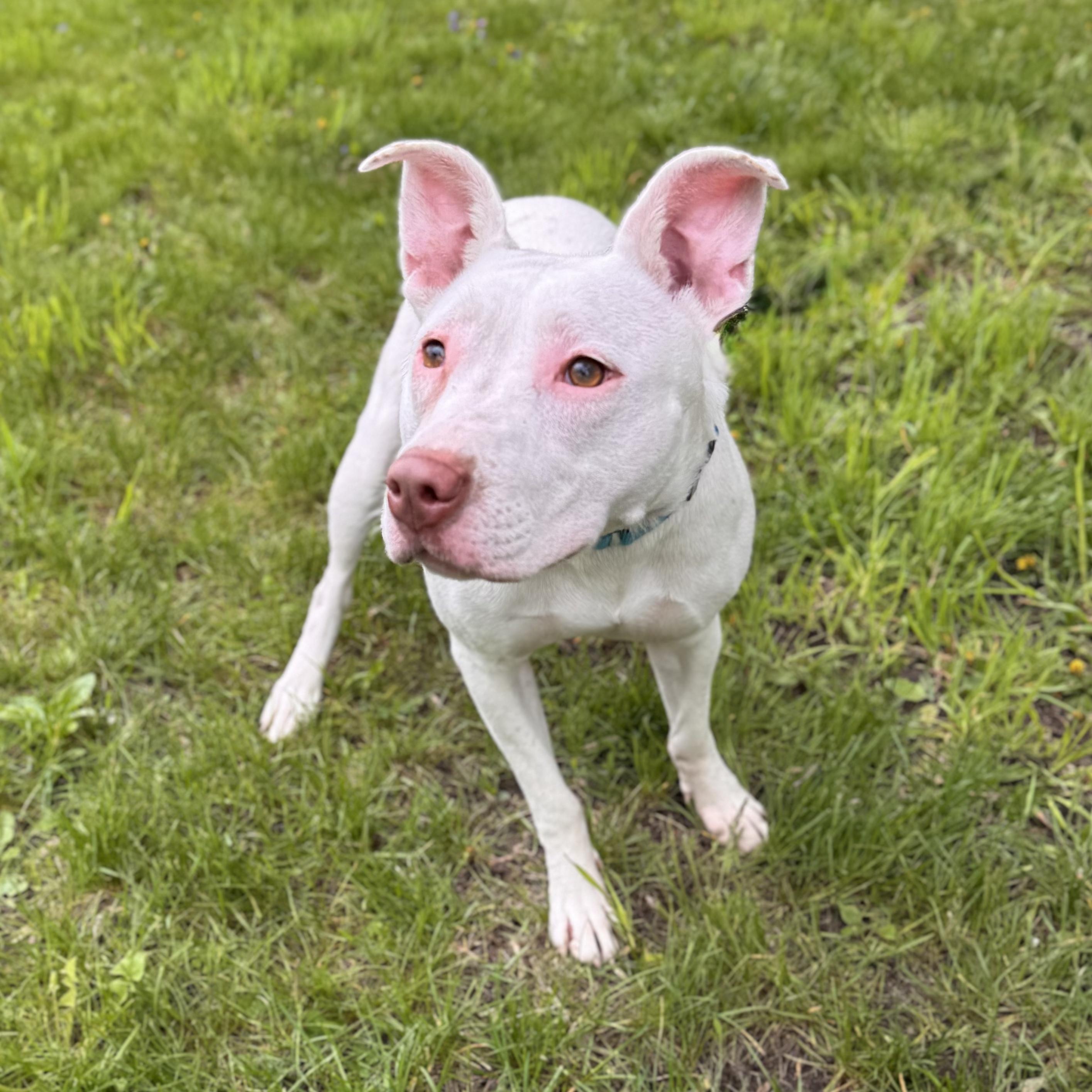 Andrea, a ADOPTABLE Mixed Breed in Midland, MI image 3/3