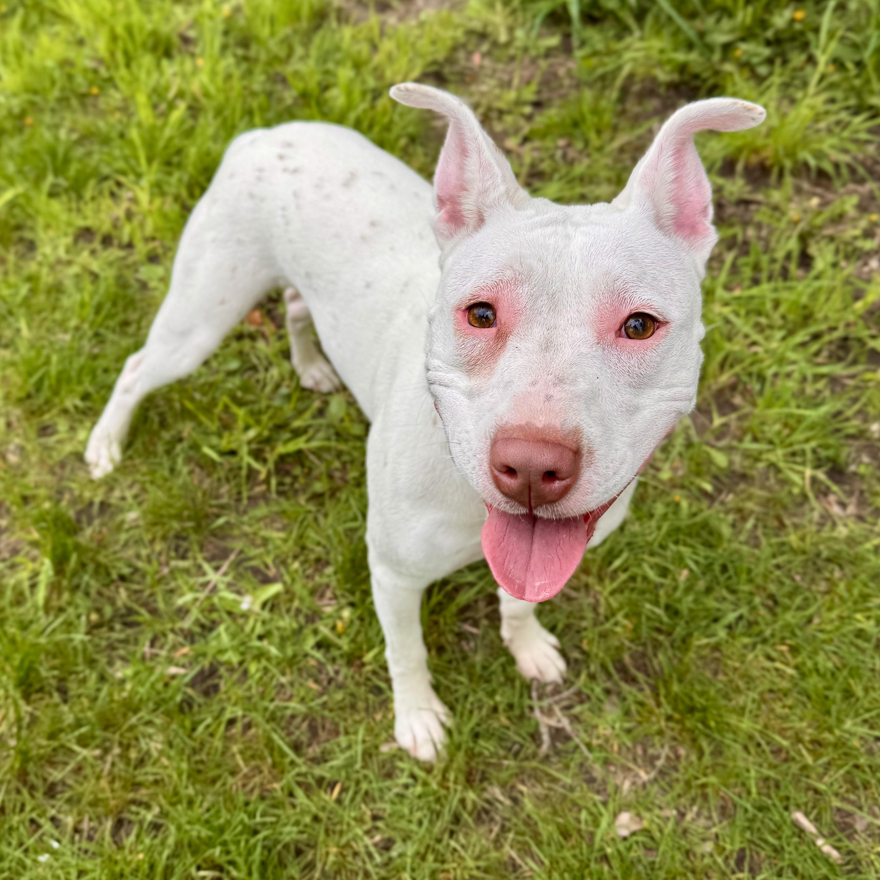 Andrea, a ADOPTABLE Mixed Breed in Midland, MI image 2/3