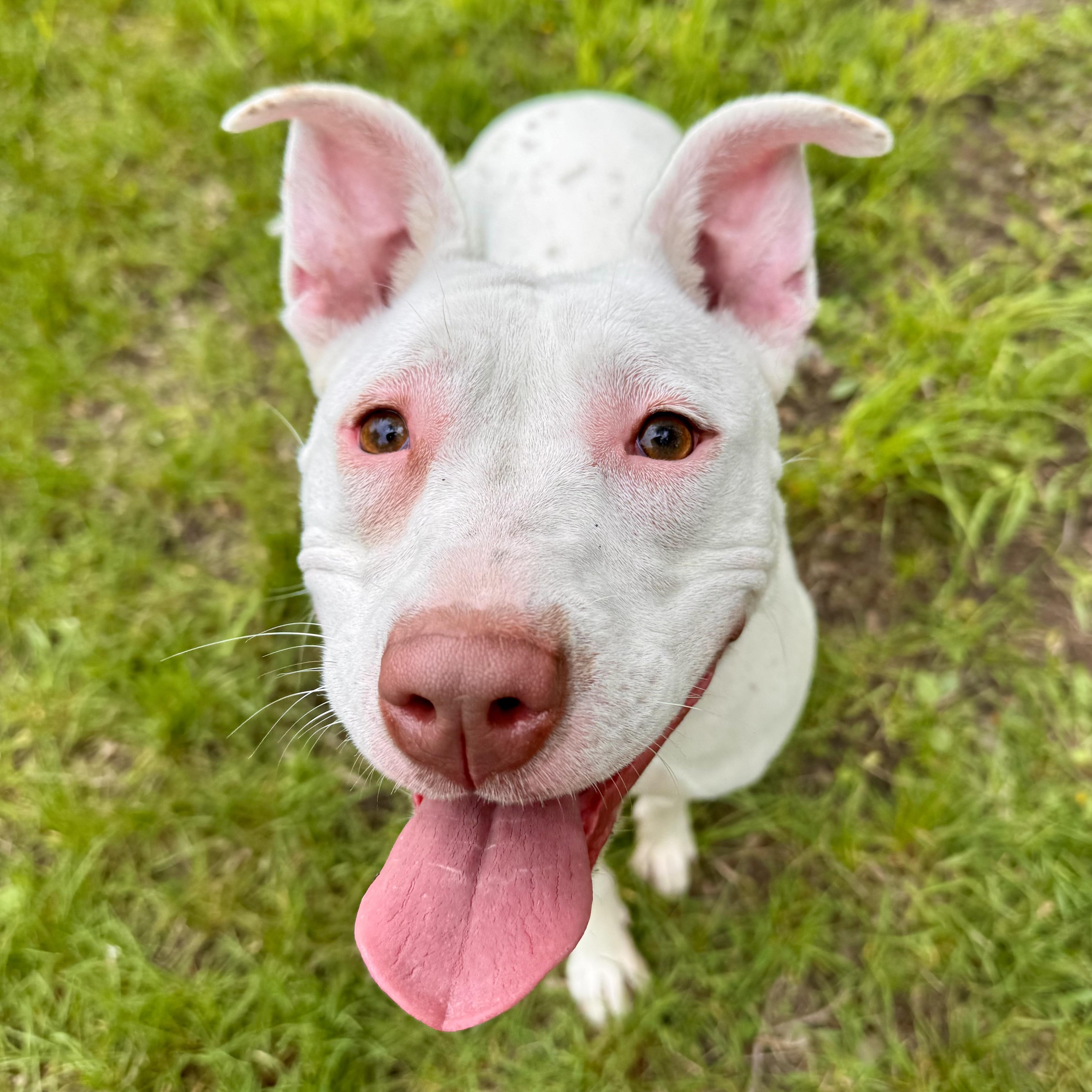 Andrea, a ADOPTABLE Mixed Breed in Midland, MI image 1/3