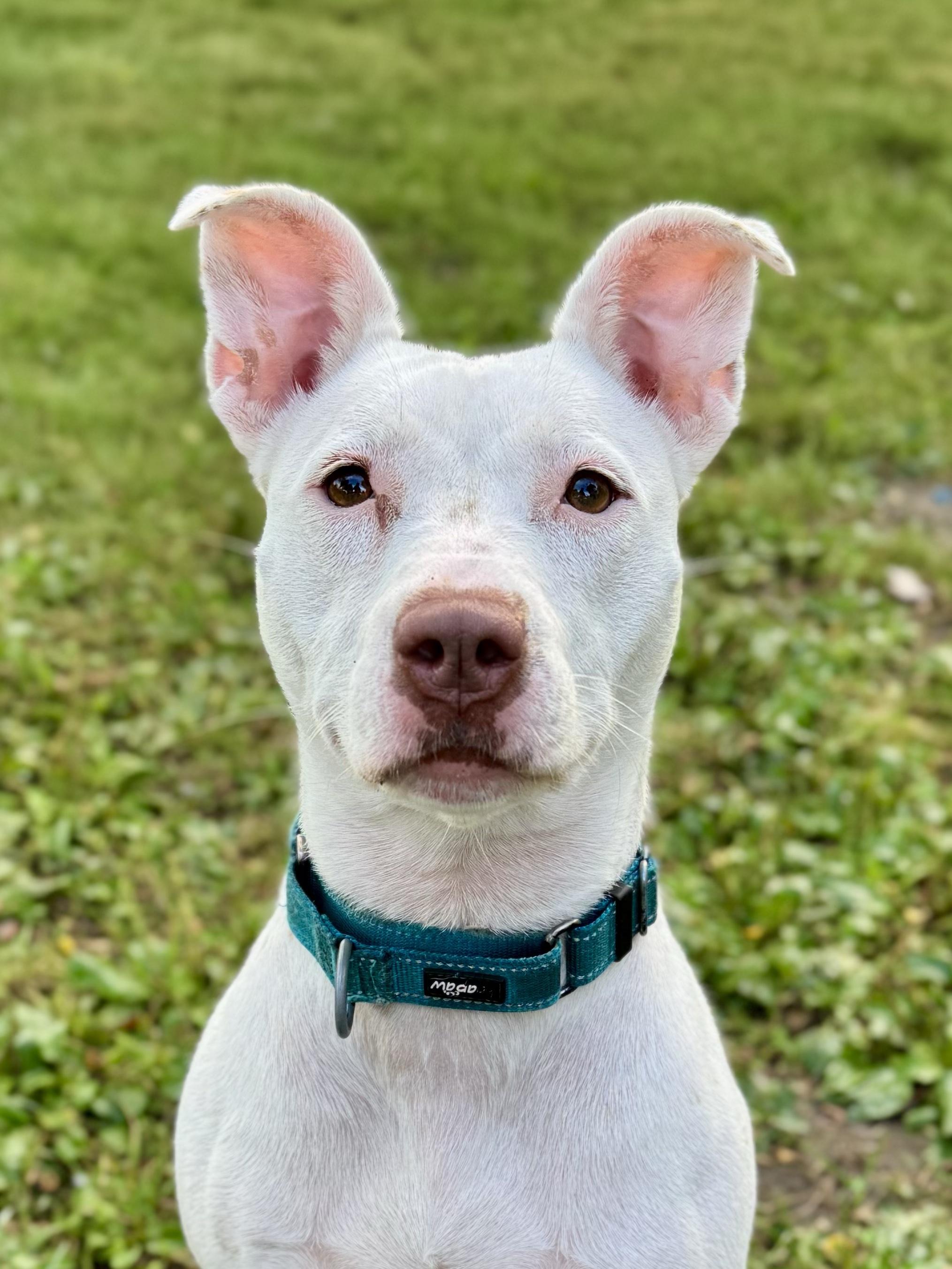 Andrea, Adoptable, Young Female Mixed Breed.