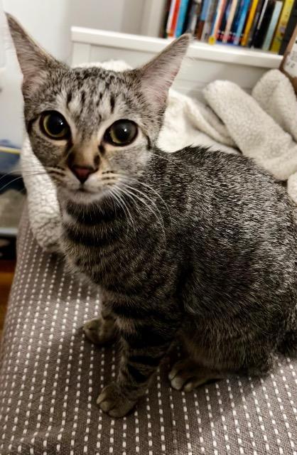 June, Adoptable, Kitten Female Domestic Short Hair.