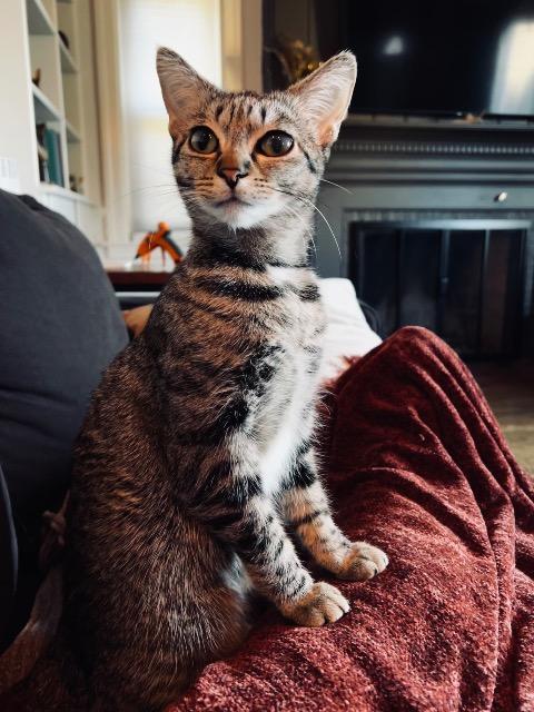 Enlarge June, a Adoptable mixed breed in Pawtucket, RI image 2/6