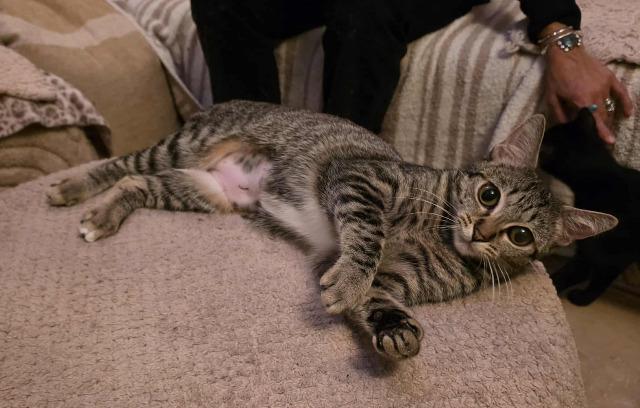 Enlarge June, a Adoptable mixed breed in Pawtucket, RI image 3/6