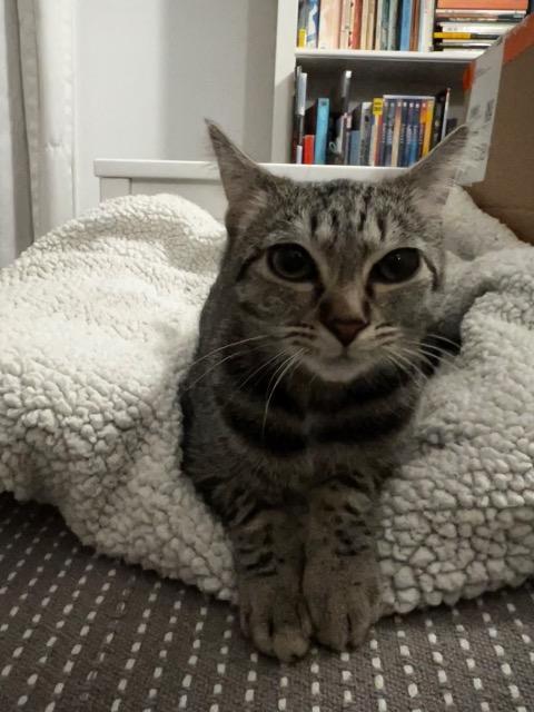 Enlarge June, a Adoptable mixed breed in Pawtucket, RI image 4/6