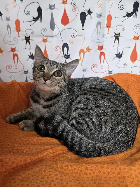 Enlarge June, a Adoptable mixed breed in Pawtucket, RI image 5/6