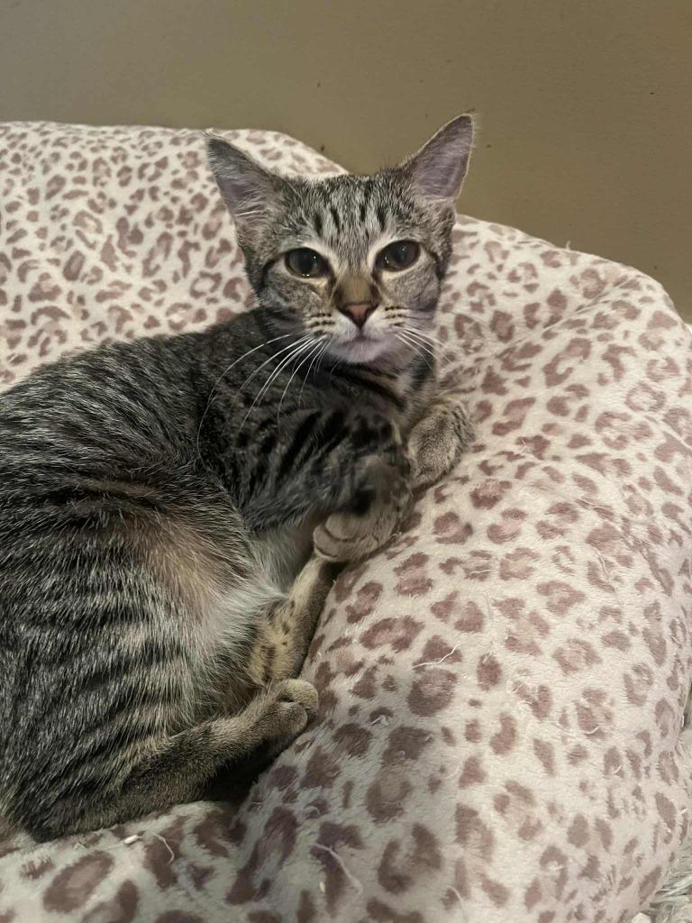 Enlarge June, a Adoptable mixed breed in Pawtucket, RI image 6/6