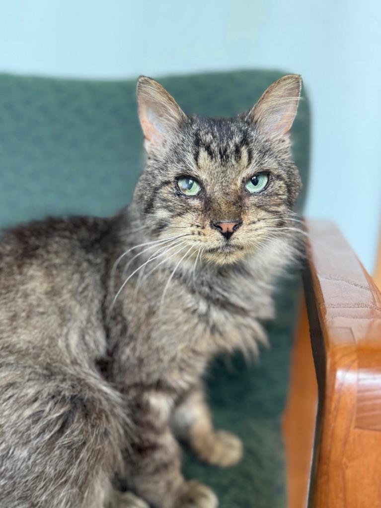 Fez, Adoptable, Adult Male Domestic Medium Hair.