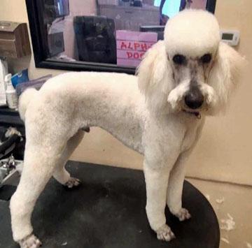 Oliver, Adopted, Young Male Standard Poodle.