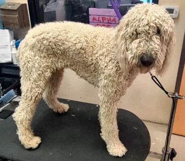 Enlarge Oliver, a Adopted Standard Poodle in Pahrump, NV image 2/2