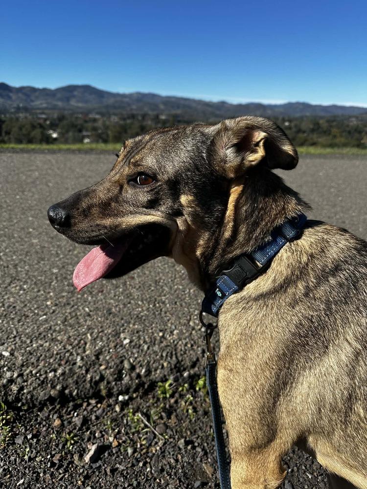 Enlarge Gabby, a Adoptable mixed breed in San Francisco, CA image 1/6