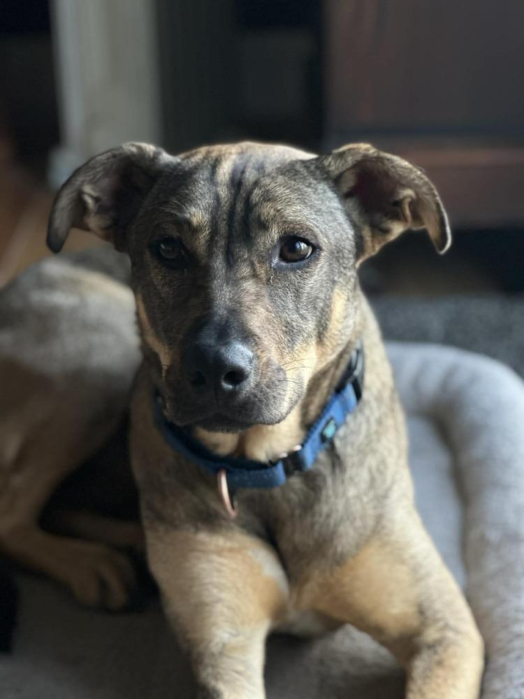 Enlarge Gabby, a Adoptable mixed breed in San Francisco, CA image 2/6